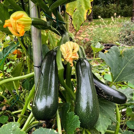 climbing zucchini Vegetable Seeds for Planting