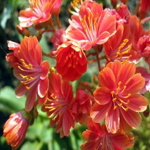 Orange Lewisia Cotyledon Flower Heirloom Non Gmo Seeds for Planting