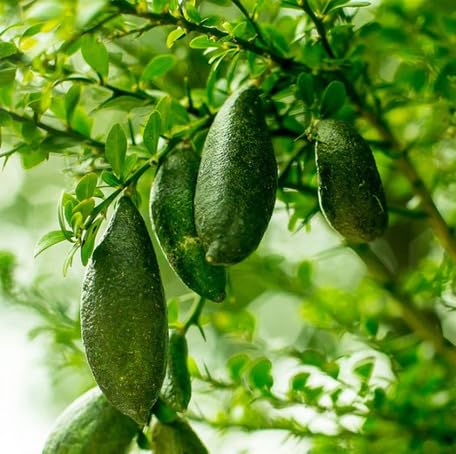Finger Lime Fruit Green Heirloom Non Gmo Seeds for Planting