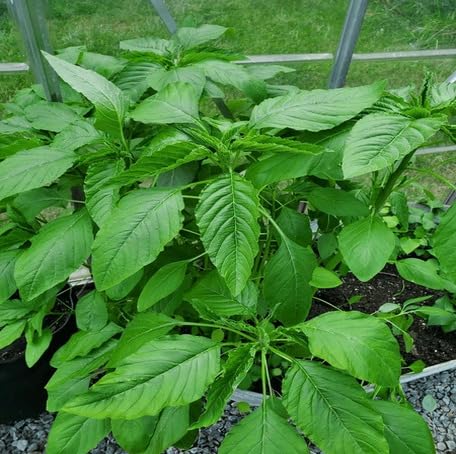 green-callaloo-heirloom-non-gmo-seeds Seeds for Planting