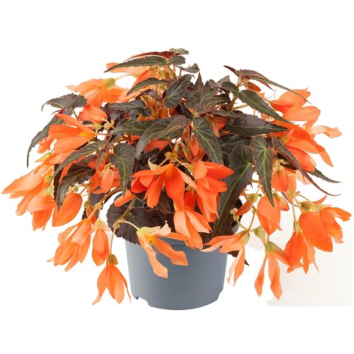 Orange Begonia Boliviensis Flower Heirloom Non Gmo Seeds for Planting