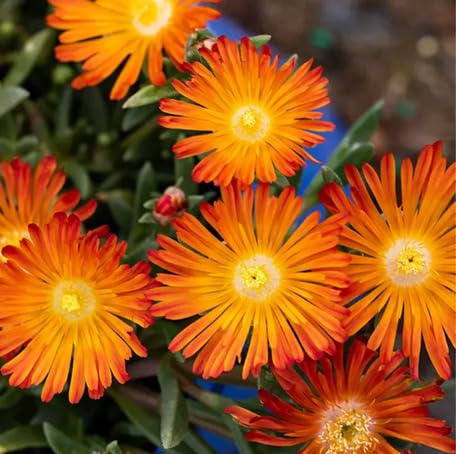 Orange Delosperma Flower Heirloom Non Gmo Seeds for Planting