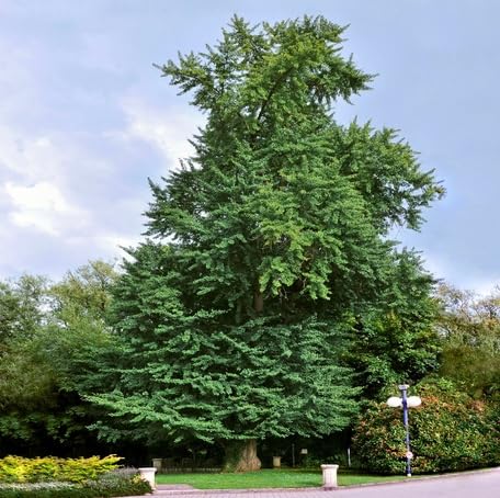 green-ginkgo-biloba-tree-heirloom-non-gmo-seeds Seeds for Planting