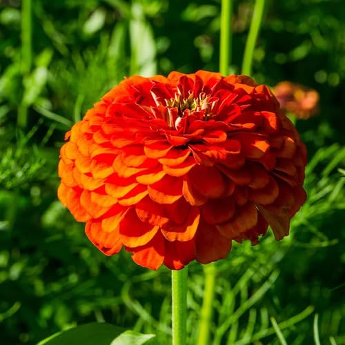 Orange Zinnia Flower Heirloom Non Gmo Seeds for Planting