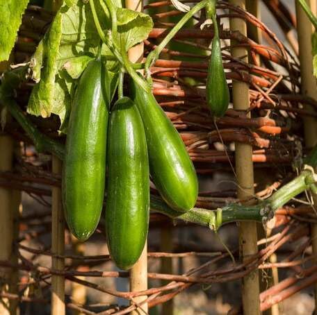 mini cucumber Vegetable Seeds for Planting