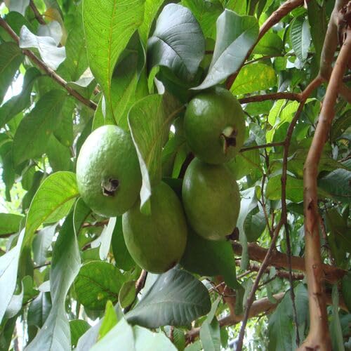 Green Guava Fruit Heirloom Non Gmo Seeds for Planting
