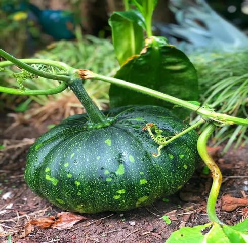 pumpkin Vegetable Seeds for Planting