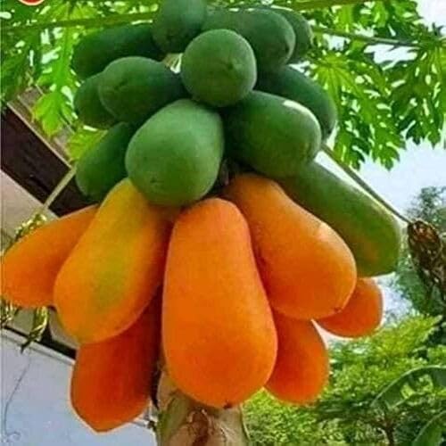 Green Orange Papaya Fruit Heirloom Non Gmo Seeds for Planting