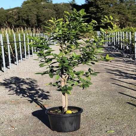 green-lime-tree-heirloom-non-gmo-seeds Seeds for Planting