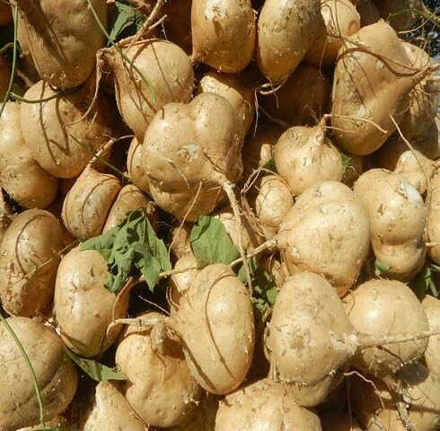 brown jicama Vegetable Seeds for Planting