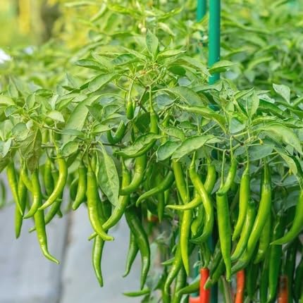 chilli Vegetable Seeds for Planting