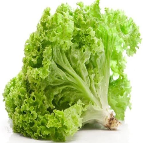 lettuce Vegetable Seeds for Planting