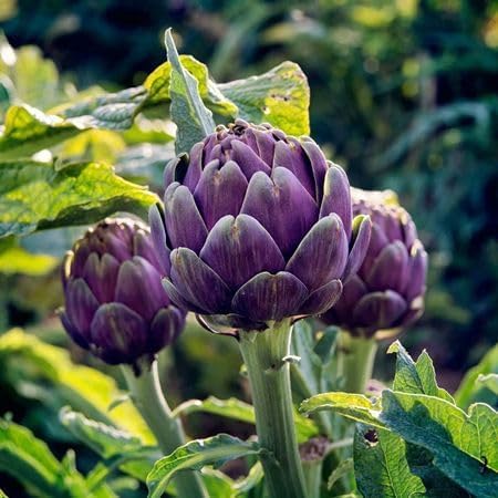 artichoke Vegetable Seeds for Planting