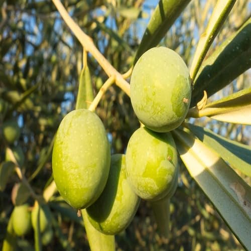 Green Olive Fruit Heirloom Non Gmo Seeds for Planting