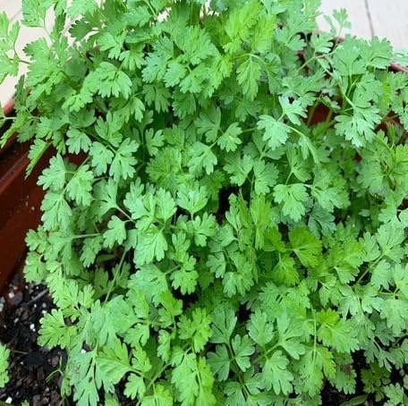 Chervil Herb Seeds for Planting