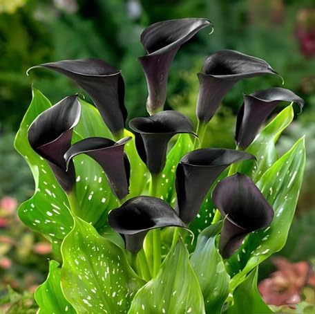 black-calla-lily-flower-heirloom-non-gmo-seeds Seeds for Planting