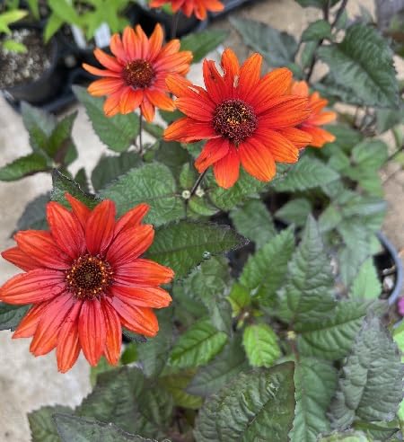 Heliopsis Flower Orange Heirloom Non Gmo Seeds for Planting