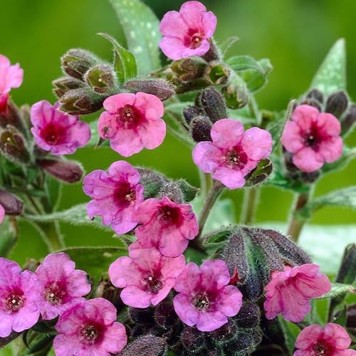 pink-violet-pulmonaria-flower-heirloom-non-gmo-seeds Seeds for Planting