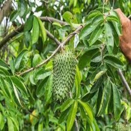 Graviola Fruit Green Heirloom Non Gmo Seeds for Planting