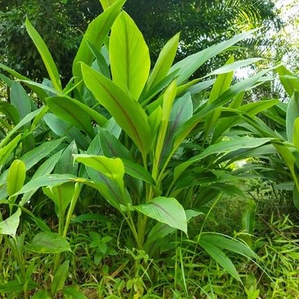 Turmeric Herb Seeds for Planting