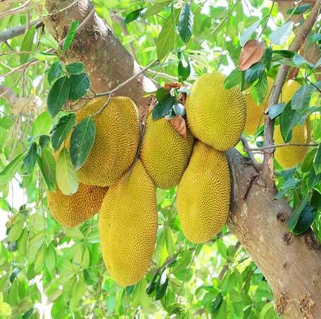 Yellow Jackfruit Heirloom Non Gmo Seeds for Planting