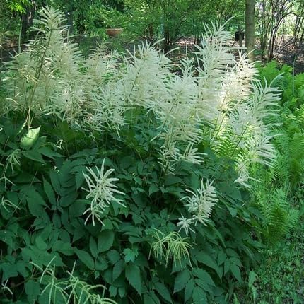 aruncus-dioicus-flower-white-heirloom-non-gmo-seeds Seeds for Planting