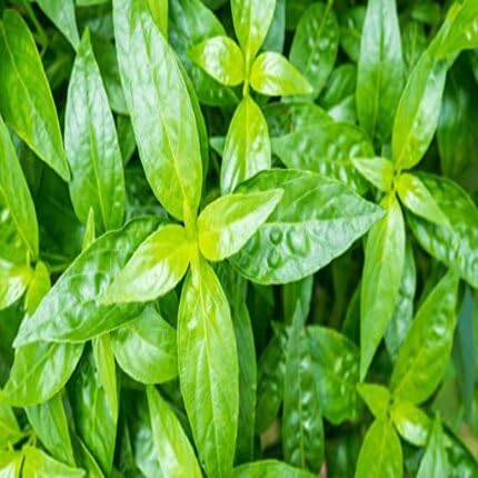 green-andrographis-heirloom-non-gmo-seeds Seeds for Planting