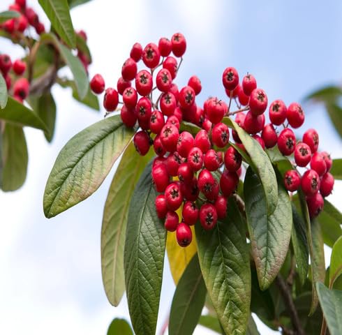 Red Cotoneaster Fruit Heirloom Non Gmo Seeds for Planting