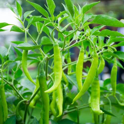 chilli pepper Vegetable Seeds for Planting
