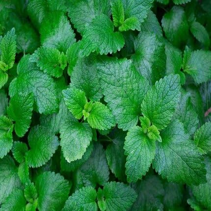 Lemon Mint Herb Herb Seeds for Planting