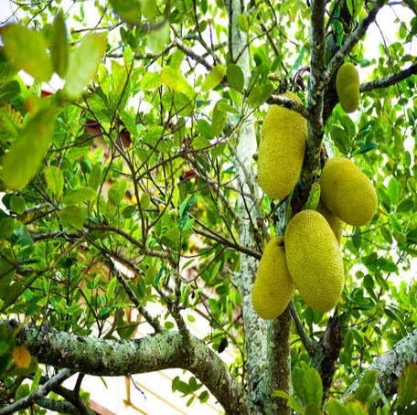 Green Marang Fruit Heirloom Non Gmo Seeds for Planting