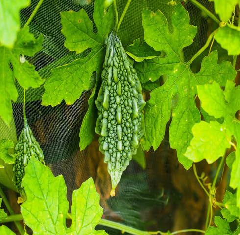 Green Bitter Melon Heirloom Non Gmo Seeds for Planting