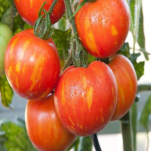 tigerella tomato Vegetable Seeds for Planting