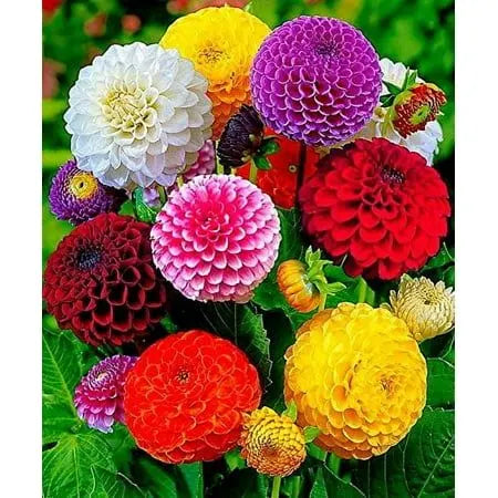 Mixed color pompon dahlia flowers in red, pink, yellow, purple, white, and orange blooming in a garden