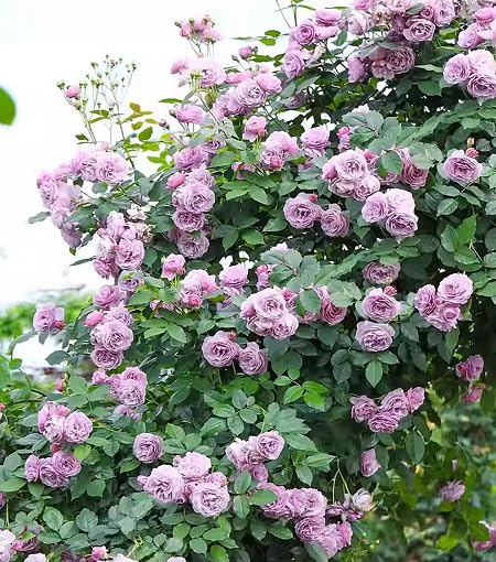 Lavender Rose Flower Herb Seeds for Planting