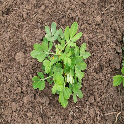 Peanut Herb Seeds for Planting