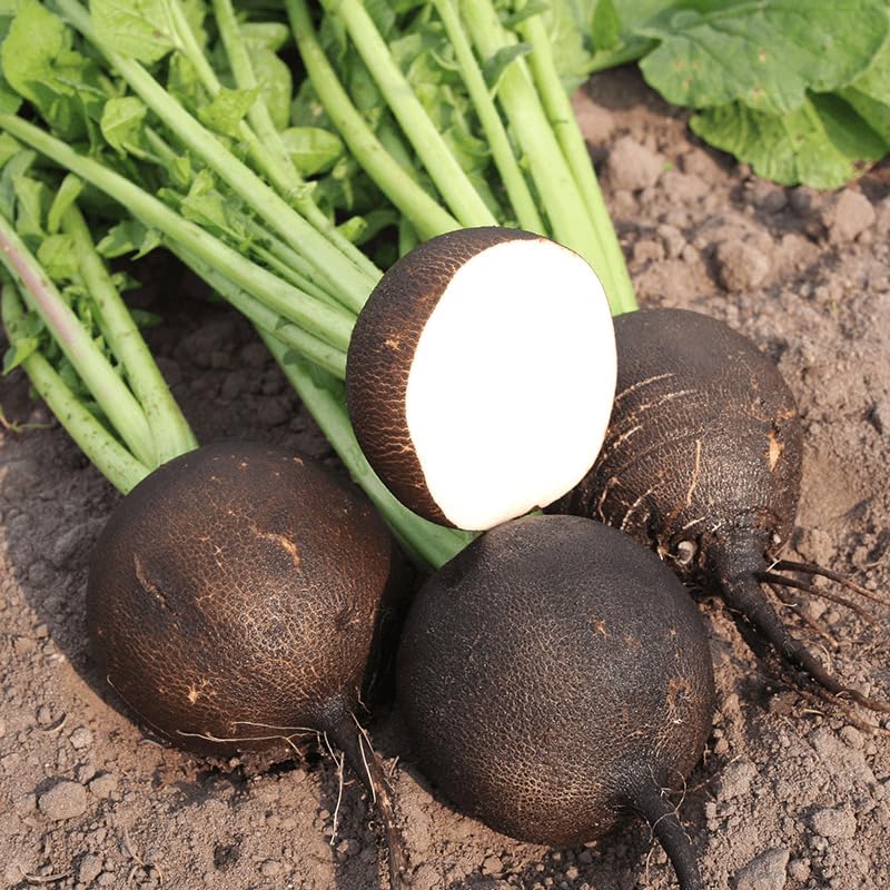 radish Vegetable Seeds for Planting