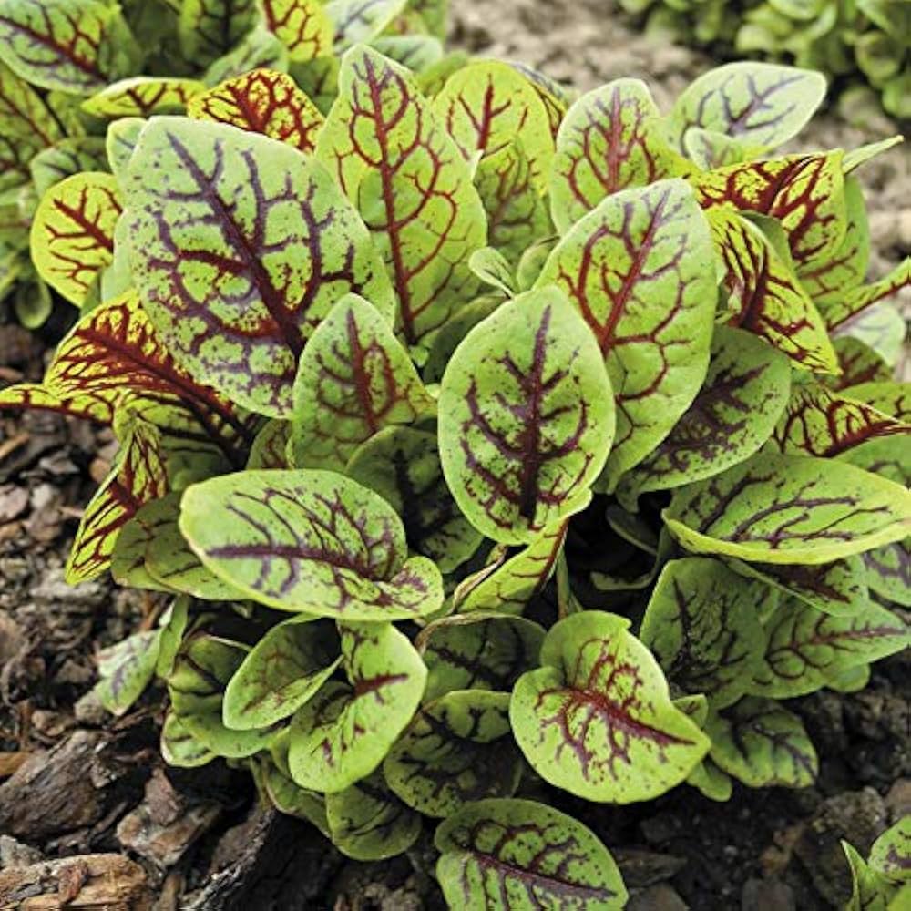 Veined Sorrel Tangy Herb Seeds for Planting