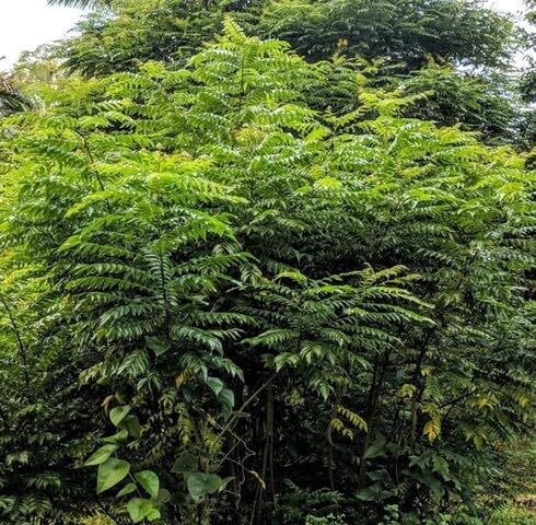 Curryleaf Herb Seeds for Planting