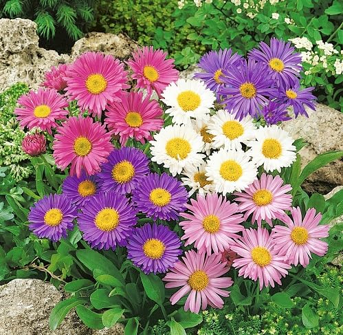 mixed-aster-flower-heirloom-non-gmo-seeds Seeds for Planting