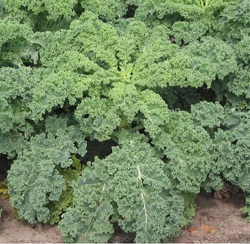 kale Vegetable Seeds for Planting
