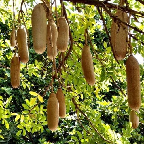 Sausage Fruit Herb Herb Seeds for Planting