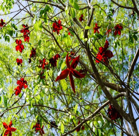 green-sterculia-lanceifolia-tree-heirloom-non-gmo-seeds Seeds for Planting