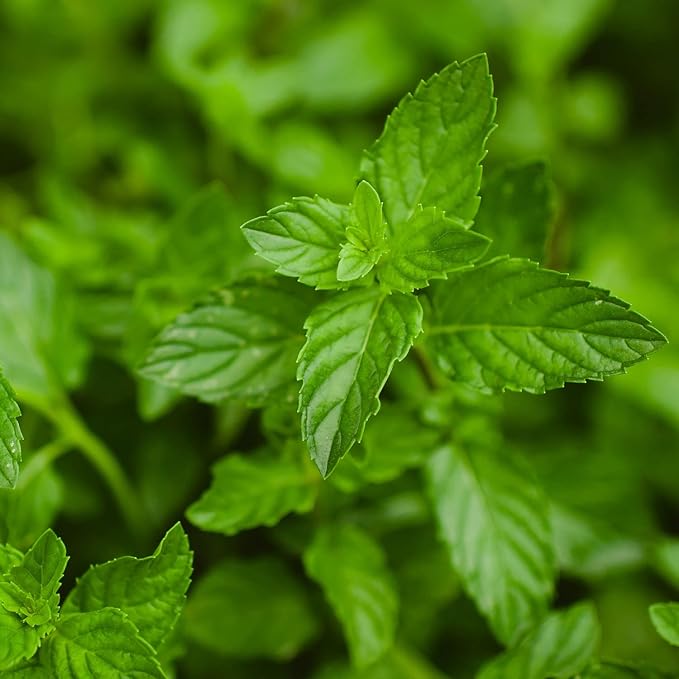 Herbal Mint Vegetable Herb Seeds for Planting