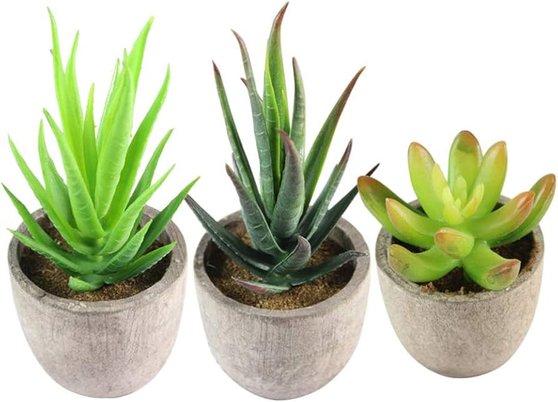 Gasteria Nitida Of Herb Seeds for Planting