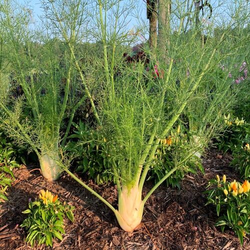 Fennel Herb Herb Seeds for Planting