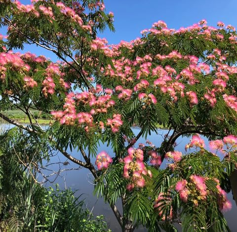 green-mimosa-tree-heirloom-non-gmo-seeds Seeds for Planting