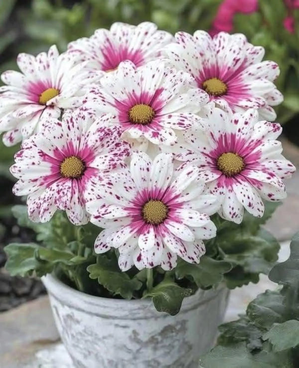 White daisy flowers with pink centers and purple speckled petals blooming in a decorative garden pot