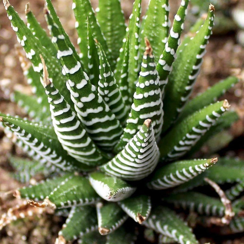 Gasteria Cv Mumba Herb Seeds for Planting