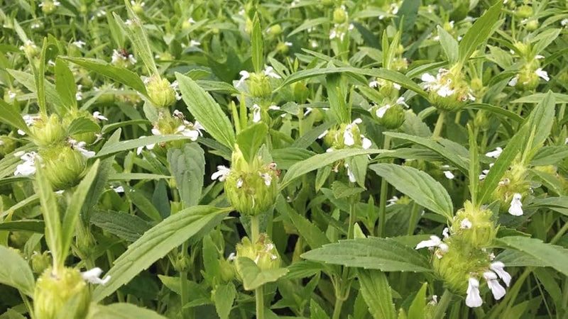 Calamint Small Plant Herb Seeds for Planting